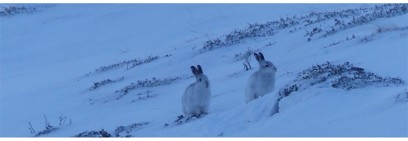 Winter Wildlife in Braemar - Why not come along in 2024 season and see which animals you find.